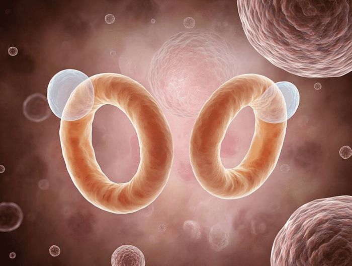 避孕环生物相容性检测