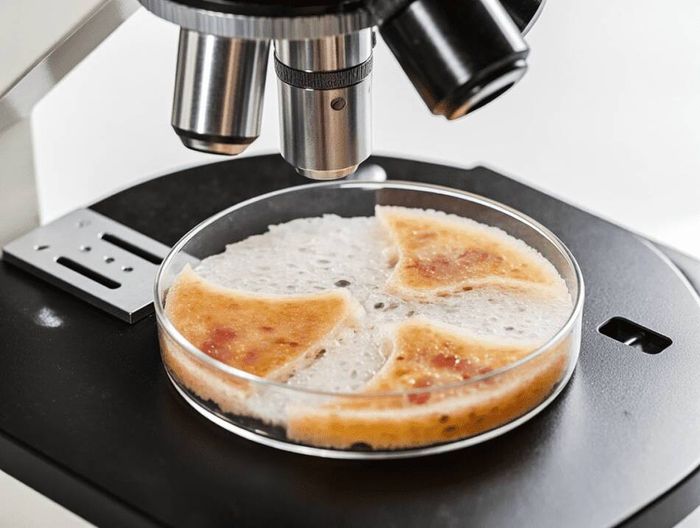 明胶海绵生物相容性检测