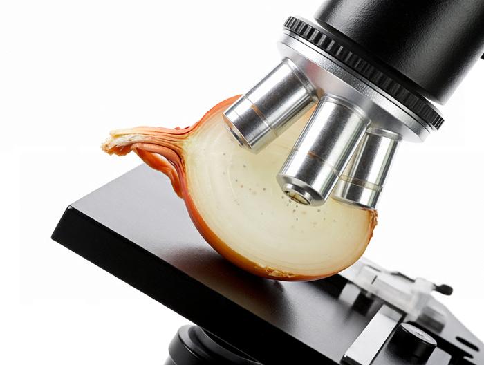 洋葱微生物检测