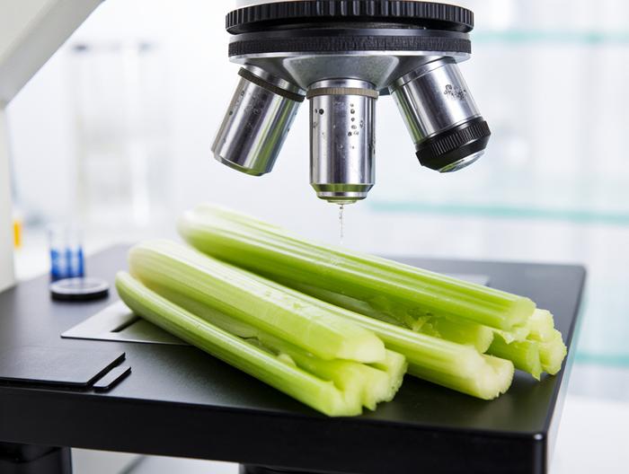 芹菜微生物检测