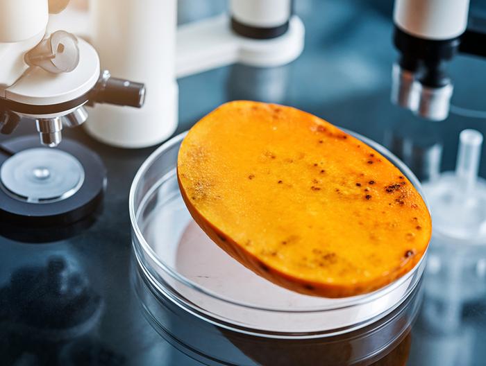 芒果微生物检测